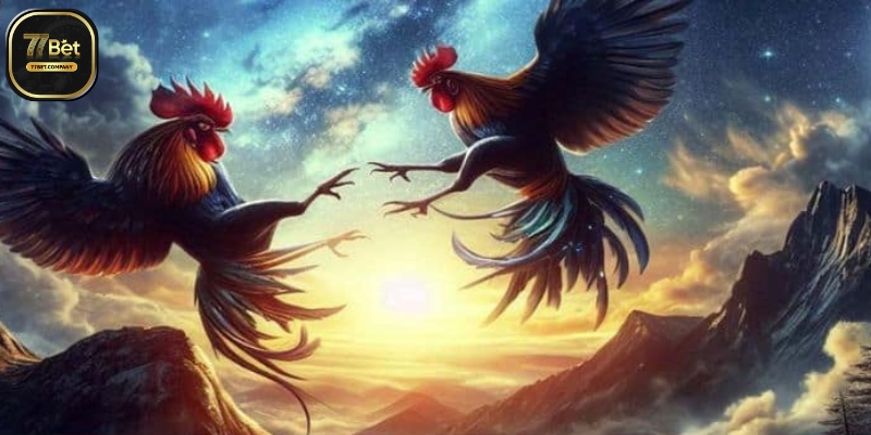 Đá Gà Thomo 77Bet – Sân chơi của những tay chơi sành điệu 1 choi da ga thomo 77bet